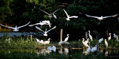 神舟旅游特制奉獻(xiàn) 常熟全域旅游產(chǎn)品 系列二 沙家浜一日游